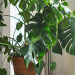 indoor-portfolio2