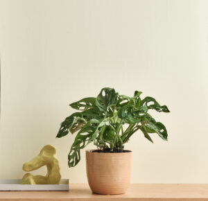 Monstera