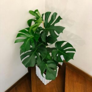 Monstera
