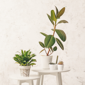 Grønne planter