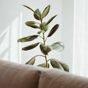 Ficus Elastica