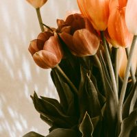natasha-reddy-70xcmikIHv8-unsplash